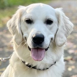 River - Golden Retriever
