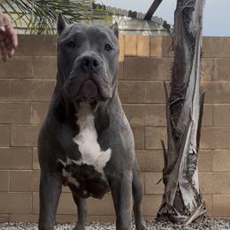 American Bully Puppies from M&M XL Bully Kennel
