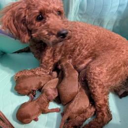 Girl - Red  female Poodle puppy in Willow Spring, North Carolina from Sweet Dream Poodles