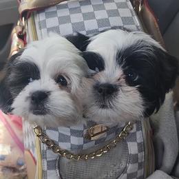 Shih Tzu Puppies from Shih Tzus of Gilbert