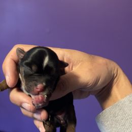 Rottweiler and Yorkshire Terrier Puppies from Superior Family Kennels