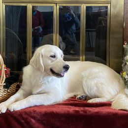 Karma - Golden Retriever