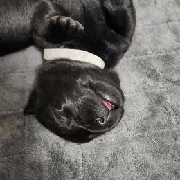 Labrador Retriever Puppies from Steele Caliber Retrievers