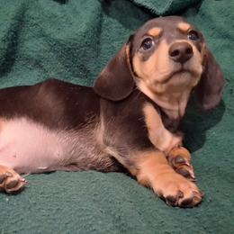 Dachshund Puppies from Dax Place