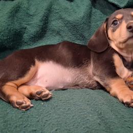 Dachshund Puppies from Dax Place