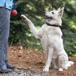 Berger Blanc Suisse puppies from Moro Shepherds
