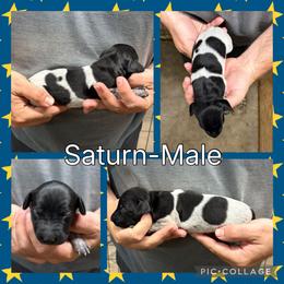 Saturn - Black roan male German Shorthaired Pointer puppy in Pierz, Minnesota from RFP Pointers German Shorthaired Pointers