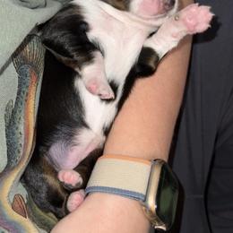 Cardamom - Black tri female Miniature American Shepherd puppy in Minden, Louisiana from Ironwood Creek