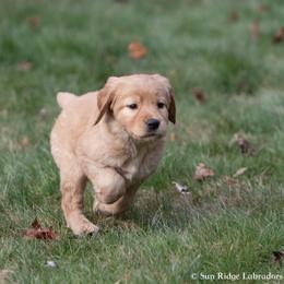 Labrador Retriever Puppies from Sun Ridge Labradors