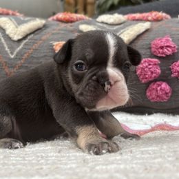 Cacao - Tricolors male French Bulldog puppy in Olympia, Washington from Matra French Bulldogs