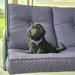 AKC Meet Libby :) - Brindle female Dachshund puppy in Centerville, Iowa from Barnyard Dachshunds, Dals & Doodles