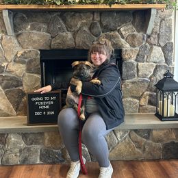 Cody - Sable male German Shepherd puppy in Stanardsville, Virginia from Majestic K9 LLC