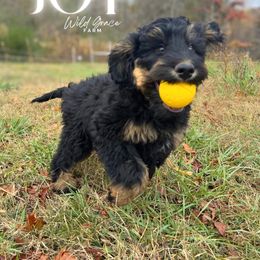 Joy - Phantom female Bernedoodle puppy in Hickory, North Carolina from Wild Grace Farm Pups