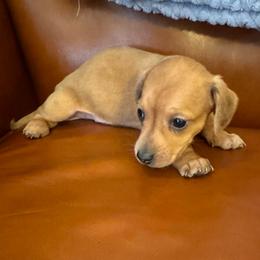 Boy 2 - Dapple male Dachshund puppy in Stilwell, Oklahoma from Starr Springs Doxies