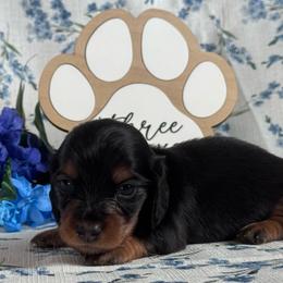 Ted - Black and tan male Dachshund puppy in Dothan, Alabama from Little House Pups