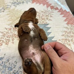 Dachshund Puppies from Mighty little dachshunds