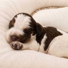 Cinderella - Liver white and tan female English Springer Spaniel puppy in Fort White, Florida from Thunderbird Springers