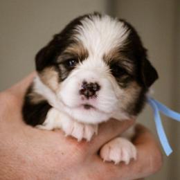 Roma - Black and tan female Pembroke Welsh Corgi puppy in South Otselic, New York from Ridge Top Corgis