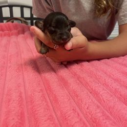 Lainey - Black and tan female Dachshund puppy in Colonial Heights, Virginia from Mimi’s Doxies