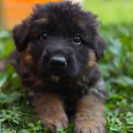 Harmony - Black and red female German Shepherd puppy in Columbus, Indiana from Stony Lonesome GSD