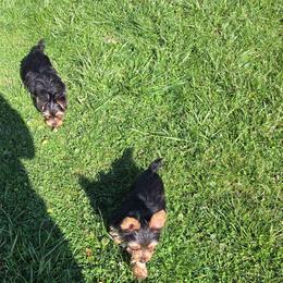 Tango - Black and tan male Yorkshire Terrier puppy in Grafton, West Virginia from Gemstone Kennel