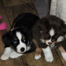 Miniature American Shepherd Puppies from Eagles Landing Miniature American Shepherds