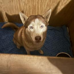Autumn - Red and white female Siberian Husky puppy in Wheeling, West Virginia from Powells Huskies