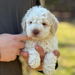 Boy 1 - Orange male Lagotto Romagnolo puppy in Sugar Valley, Georgia from Pinnacle Farm and Kennel