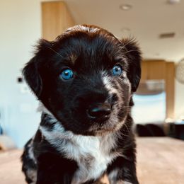 Boy 1 - Blue merle Australian Shepherd puppy in Liberty, Tennessee from Stone Hollow Aussies