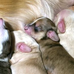 Dachshund Puppies from Costal Cream Doxies