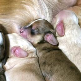 Dachshund Puppies from Costal Cream Doxies