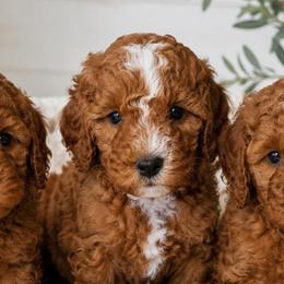 Clark - Red male Cavapoo puppy in Council Bluffs, Iowa from The Doodle Den