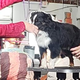 Australian Shepherds, Miniature American Shepherds, Miniature Australian Shepherds, and Toy Australian Shepherds from LongMile Aussies