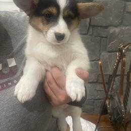 Sweet Pea - Black and tan female Pembroke Welsh Corgi puppy in Solano County, California from Early Spring Corgis