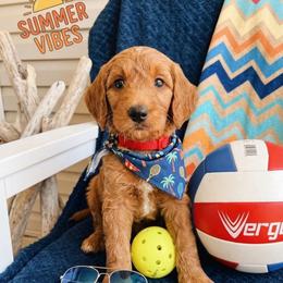 Jake - Cream male Goldendoodle puppy in Fruitland Park, Florida from Doodlepark