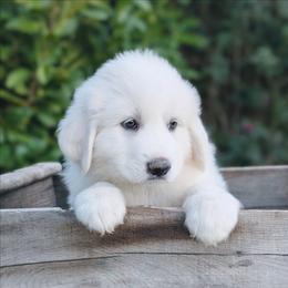 Baby Blue - White female Great Pyrenees puppy in Yakima, Washington from Naches Heights Ranch