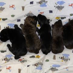 Scottish Terrier Puppies from Mary’s Scotty’s of Yorba