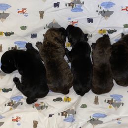 Scottish Terrier Puppies from Mary’s Scotty’s of Yorba