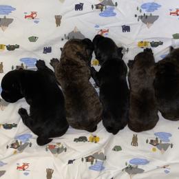 Scottish Terrier Puppies from Mary’s Scotty’s of Yorba