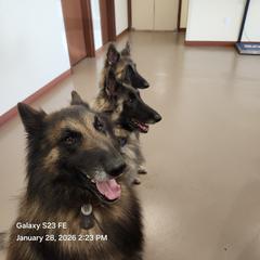 Belgian Tervuren All Grown Up from Baulerschmidt Belgians