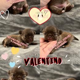 Valentino - Chocolate male Chihuahua puppy in Kannapolis, North Carolina from East Coast Bull Terriers N Chihuahuas