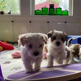 Havanese Puppies from Sandia Havanese
