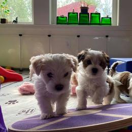 Havanese Puppies from Sandia Havanese