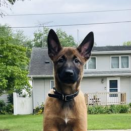 Belgian Malinois Puppies from Pyrex Kennels
