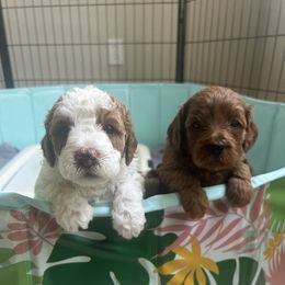 Cavapoo and Goldendoodle Puppies from Christianna’s Mini Goldendoodles