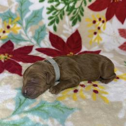 Grey Collar Male - Red  male Goldendoodle puppy in Pasadena, Texas from Knightsbane Standard Poodles