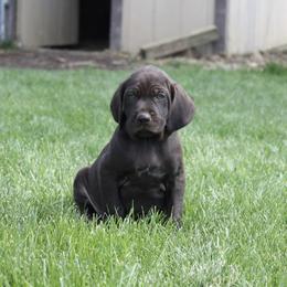 German Wirehaired Pointer and Pudelpointer Puppies from Ripsnorter Kennels