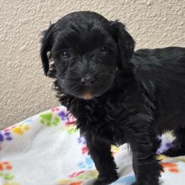 Roberta - Black phantom female Aussiedoodle puppy in Oklahoma City, Oklahoma from Foneb Farm - The F1B Farm