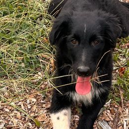 Girl 1-hyacinth - Australian Shepherd puppy from Sugar Camp Aussies