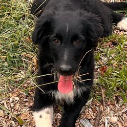 Girl 1-hyacinth - Australian Shepherd puppy from Sugar Camp Aussies